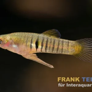 Eleganter Zwergkärpfling, Neoheterandria elegans (Minifisch) Nur Heute